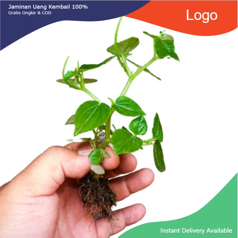 

Promo 100 gram Daun sirih cina atau ketumpang air segar