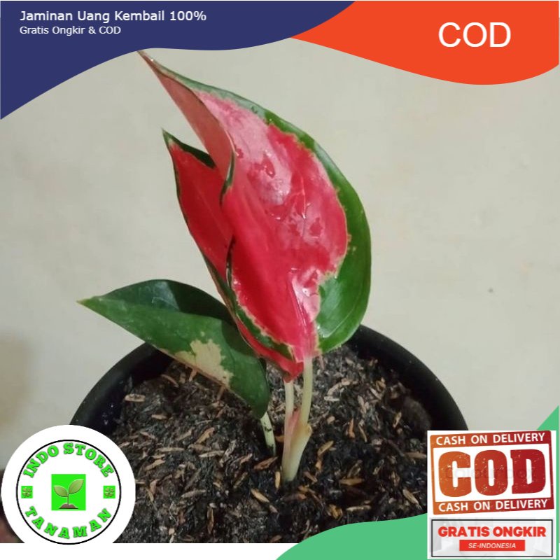 aglonema suksom jaipong anakan bibit