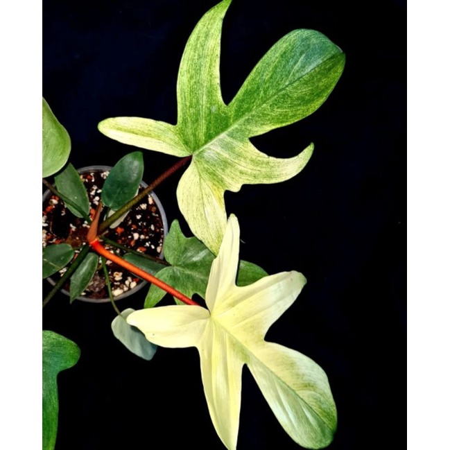 Tanaman hias Florida ghost mint variegata mint