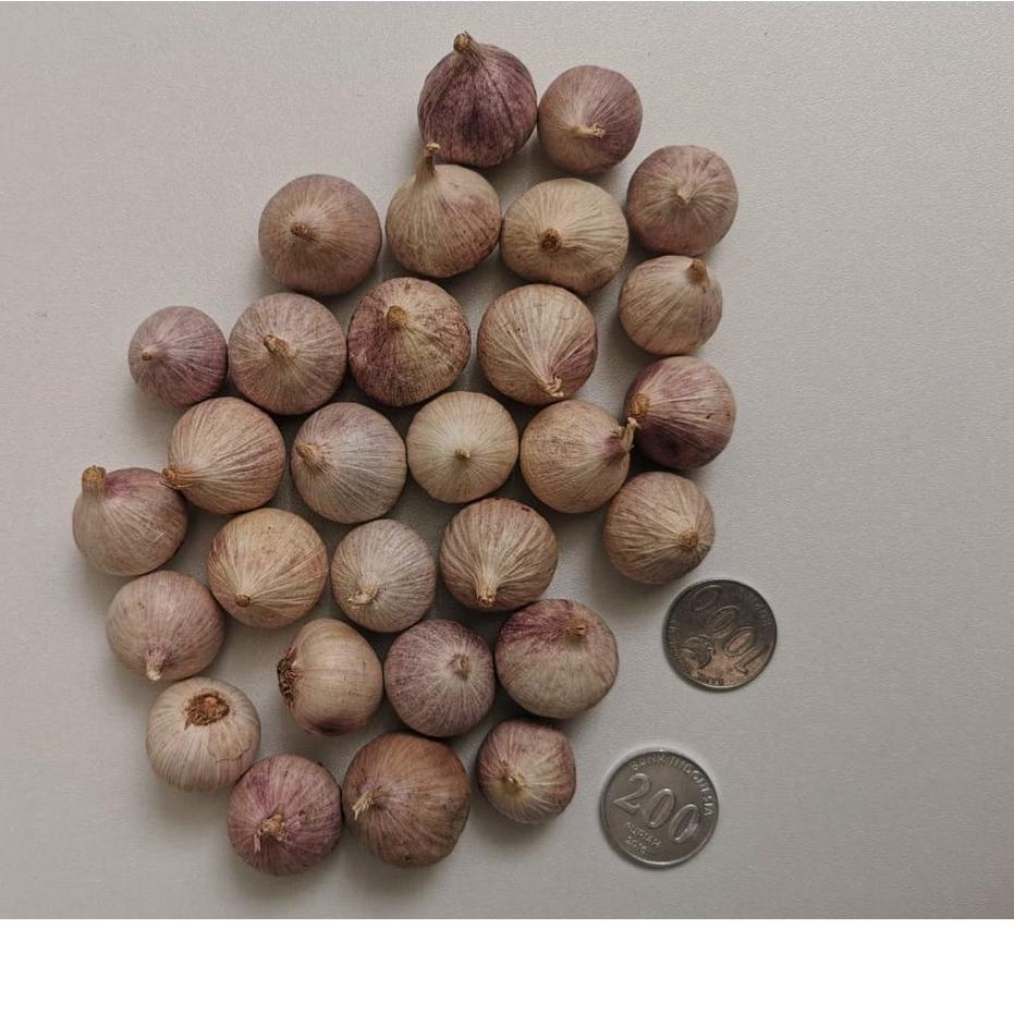 

9.9 BRANDS FESTIVAL Bawang Putih Tunggal Bawang Lanang 250gr gas !!