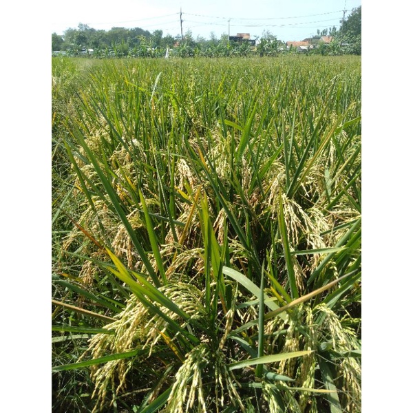 BIO7 PUPUK CAIR ORGANIK BIOAKTIFATOR ORIGINAL