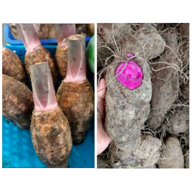 

Umbi Talas dan Talas Keribang Talas Ungu / Keladi / Taro Kalimantan 1KG