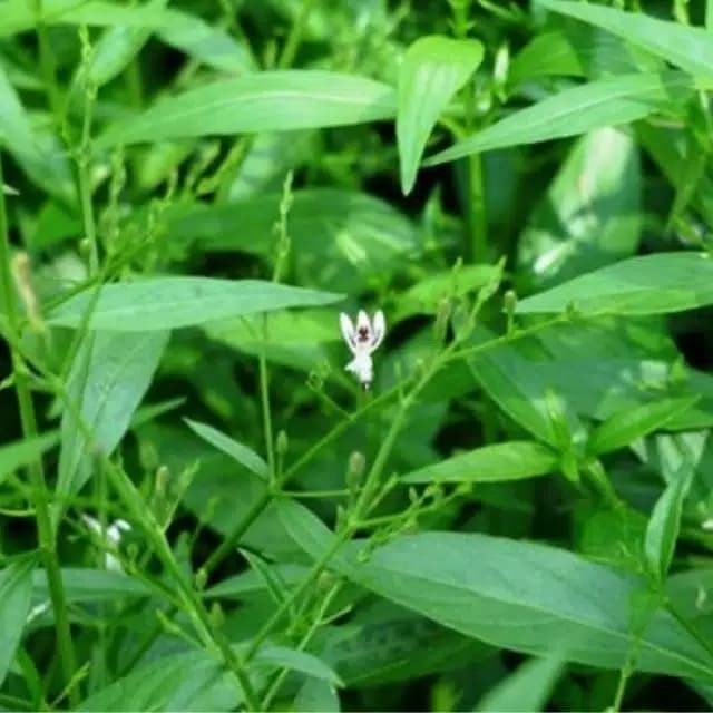 

Daun Sambiloto segar