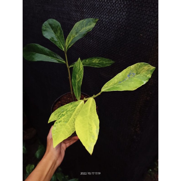 Zamia Variegata Menor