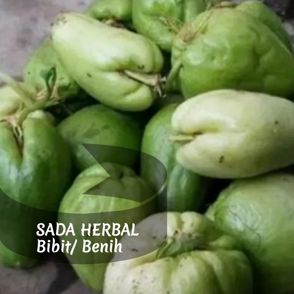 Jual Jual Bibit Labu Siam Labu Jipang Gambas Chayote Per Buah Shopee Indonesia