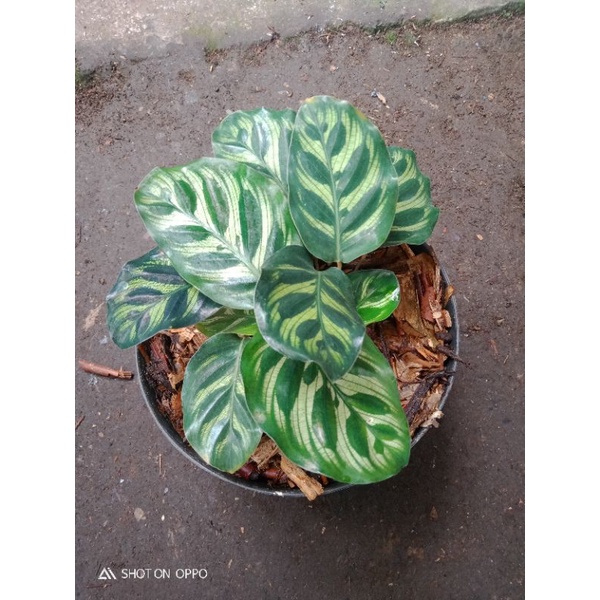 calathea makoyano import
