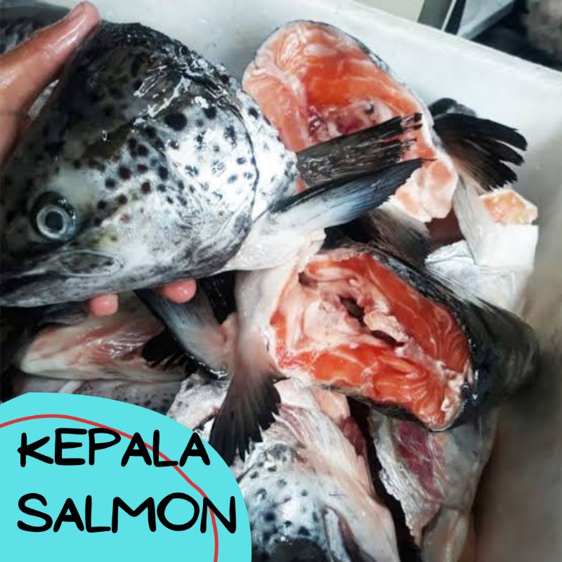 

KEPALA IKAN SALMON Import