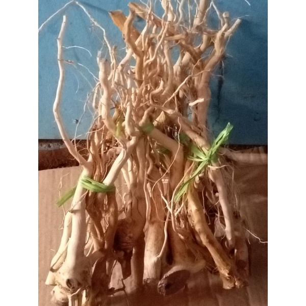 akar senggani batang besar