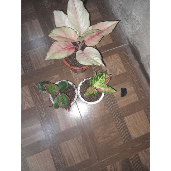 aglonema hasil lelang barang sehat