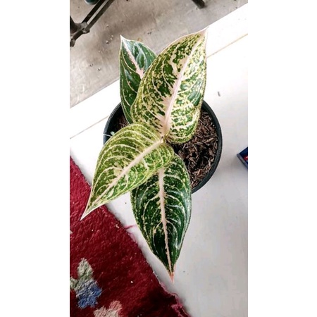 aglonema mutiara alba