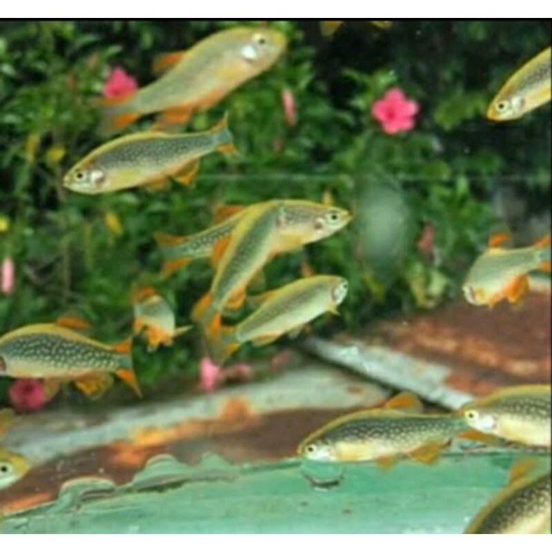 RASBORA GALAXY