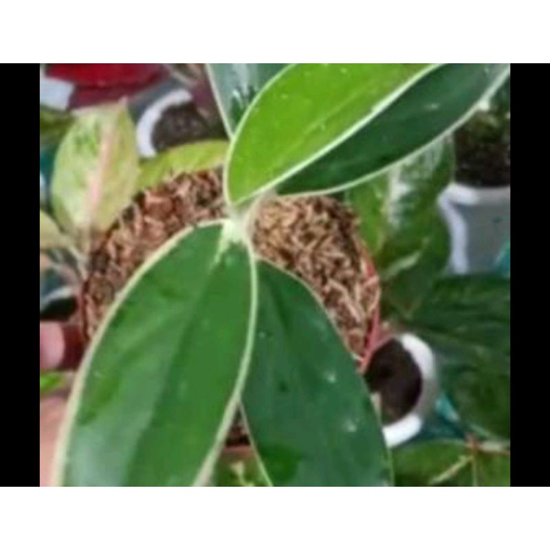 aglonema lipstik white andromeda