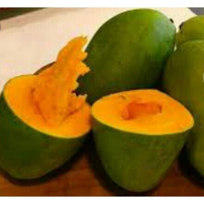 BIBIT POHON MANGGA ALPUKAT SUPER UNGGULAN