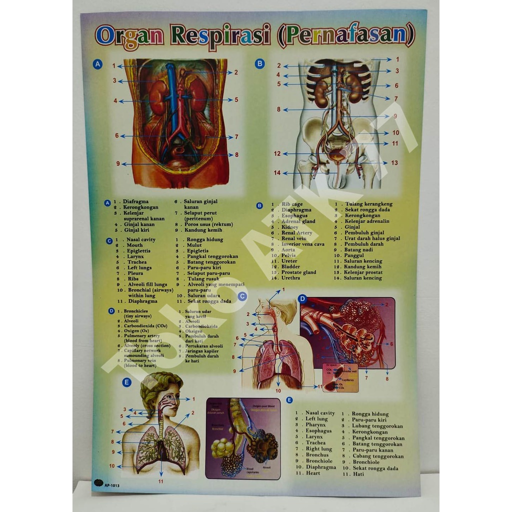 

Poster Organ Respirasi Pernafasan Pernapasan Belajar Ilmu Pengetahuan READY STOCK