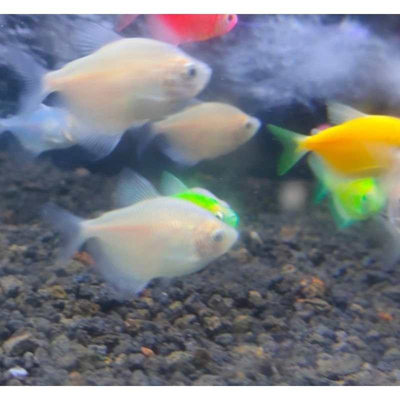 

ikan glofish tetra putih