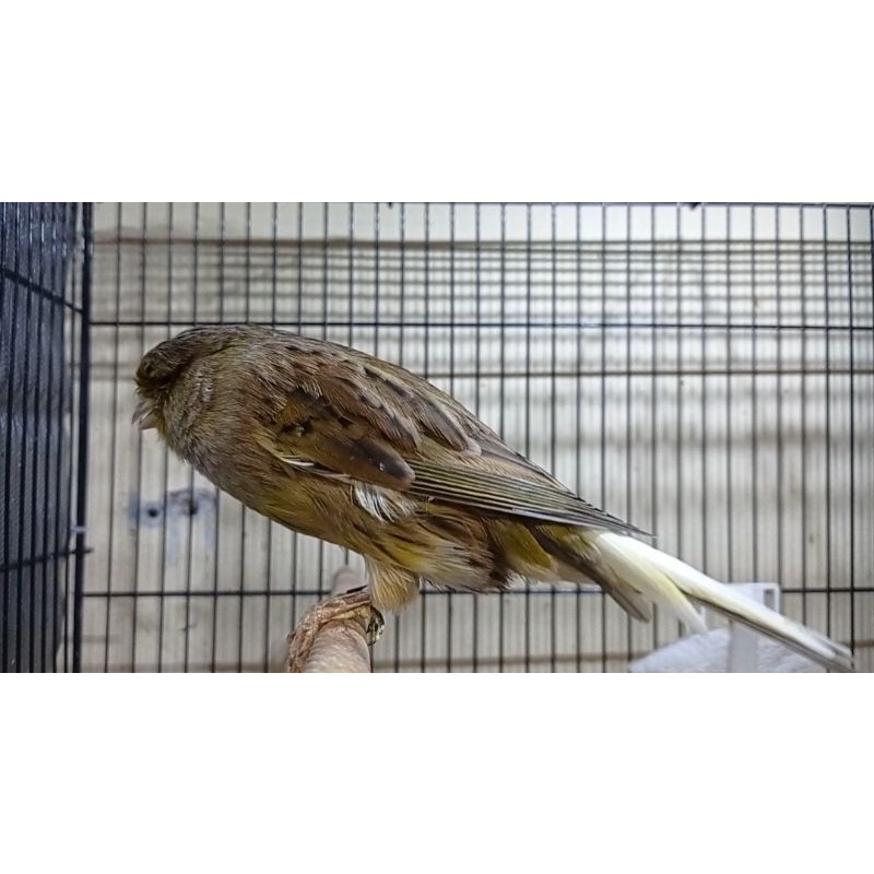 KENARI YORKSHIRE BETINA (01)