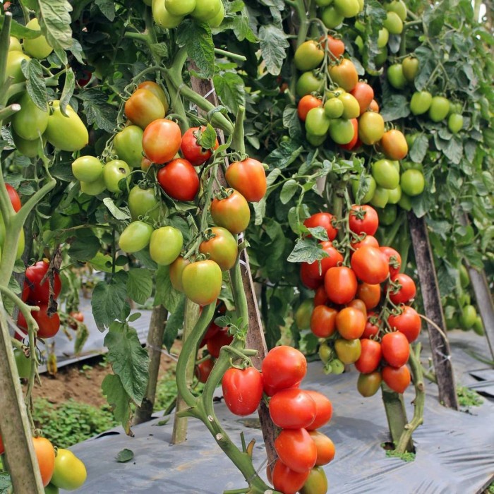 SupeR KING TONIK 5 Liter - Pupuk Cair NPK Plus Penyubur Daun, Bunga dan Buah *v>