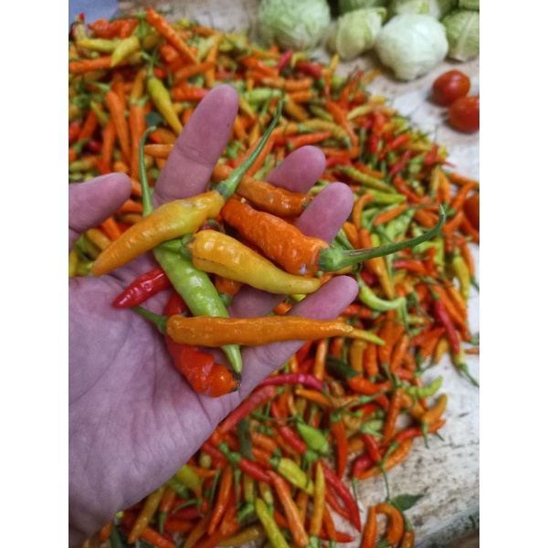 

cabe rawit / Cengek domba