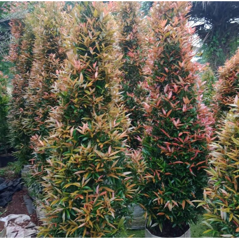 tanaman pucuk merah 2 meter tinggi dan rimbun cocok untuk tanaman bonsai pohon pucuk merah