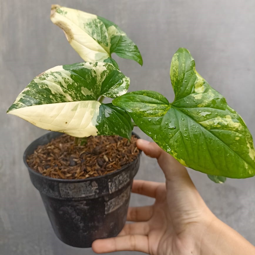 Syngonium Yellow Variegata