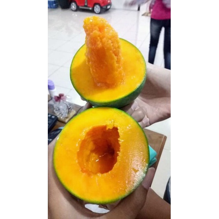 Mangga Alpukat/Mangga Super/MANGGA KLONAL/Mangga harum manis