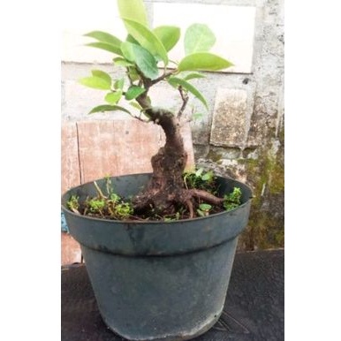 Bonsai Iprik merah ukuran Mame /ficus Retusa red