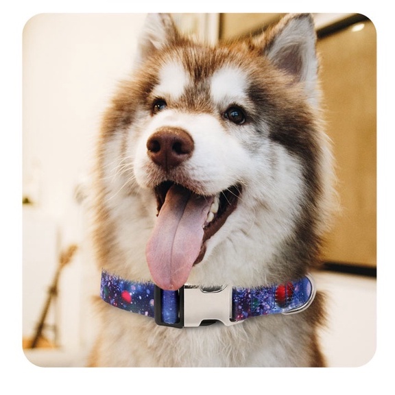 Kalung ID Anti Hilang Untuk Anjing Peliharaan