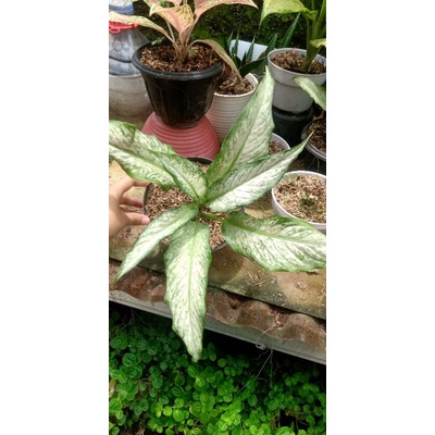 Diven Balik/diven walik