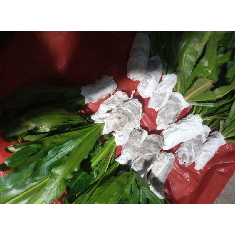 daun walang sangit/pohon walang sangit/bibit walang sangit (bisa cod)