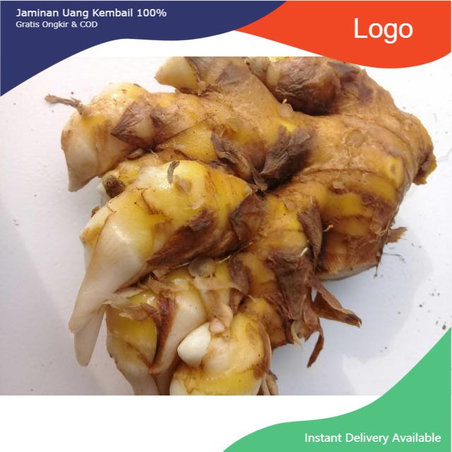 

Promo Umbi bangle basah 1kg panglai atau bengle segar