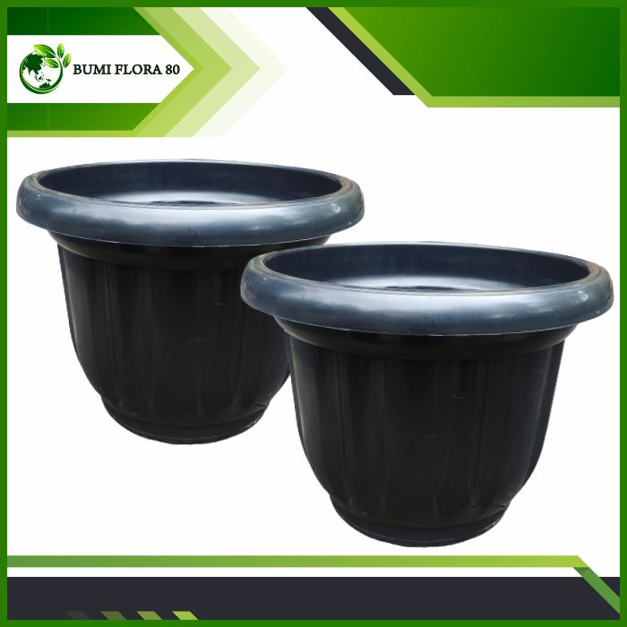 pot geloria hitam 50 /pot besar 50 hitam kuping