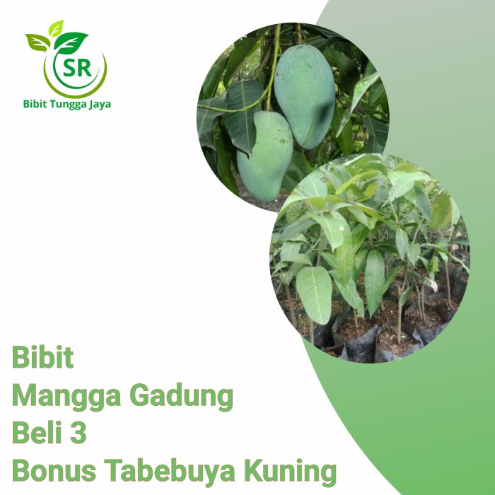 Tanaman bibit tanaman buah mangga gadung