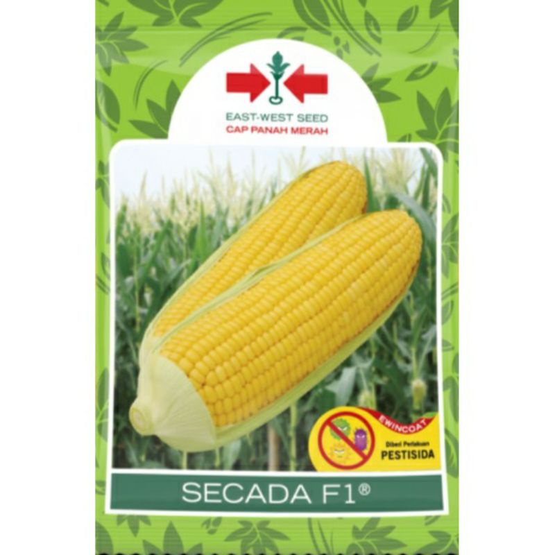 Benih Jagung Manis || SCADA F-1 || Isi 1800 Biji