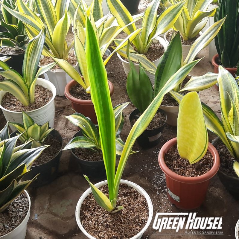 sansevieria yellow stone/sansevieria