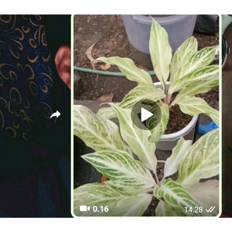 aglonema sunset white