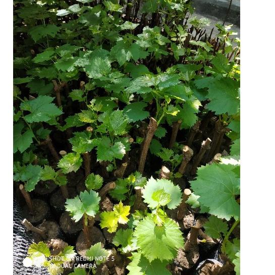 Menarik Bibit anggur 1 paket berisi 4 jenis bibit anggur (4 jenis anggur super cepat berbuah)