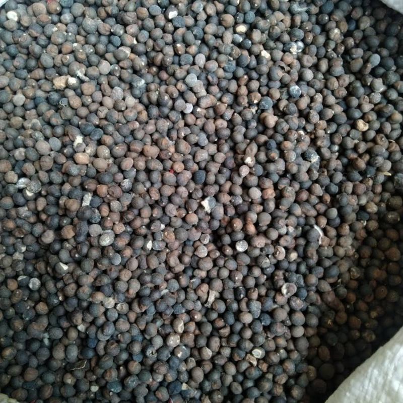 klenteng / biji kapuk super