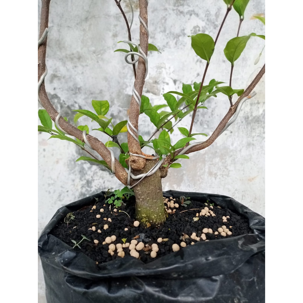 Bonsai Anting Putri Program Akar Mame Small