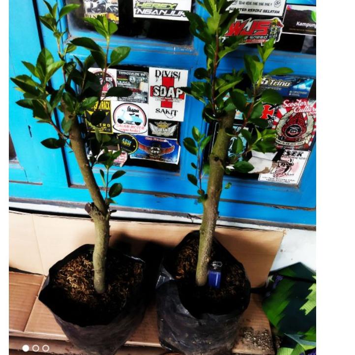 Sudah READY.. Bibit buah tanaman apel fuji merah hasil cangkok terlaris