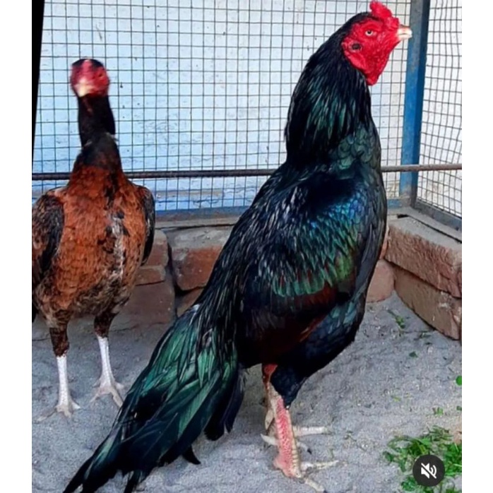 

JUAL TELUR AYAM BANGKOK OHSAMO PAKET 4 BUTIR