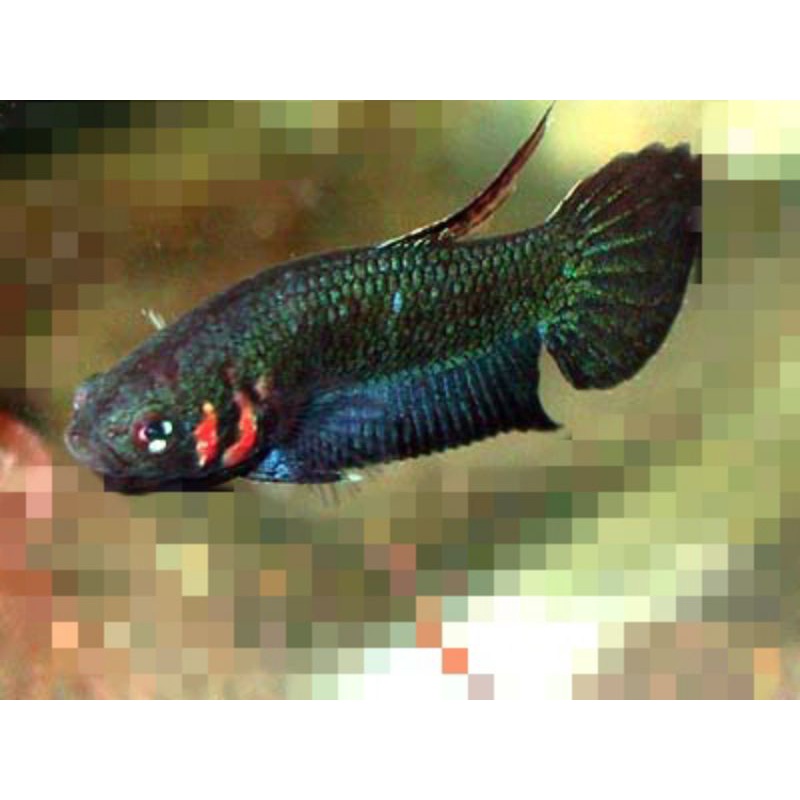 wild betta foerschi sepair