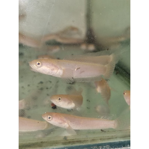 limbata golden xanthic size 8-9 (free packing)