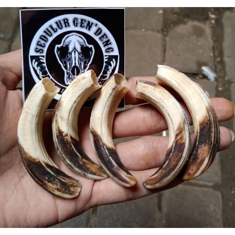 TARING BABI HUTAN ASLI 100% Jaminan Original