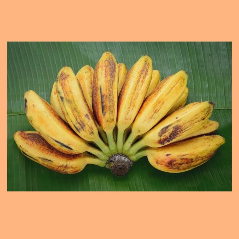 

Pisang kepok kuning / pisang kepok