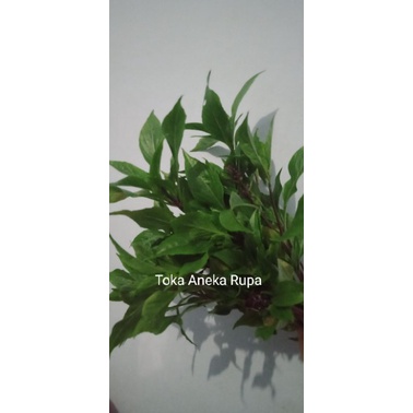 1ikat fresh daun Kim kiuk fan /daun kemangi cina