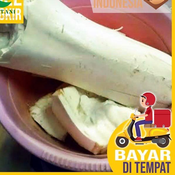 

Quality Control✅Humbut Kelapa - Umbut Kelapa - Pondoh Kelapa|KD6