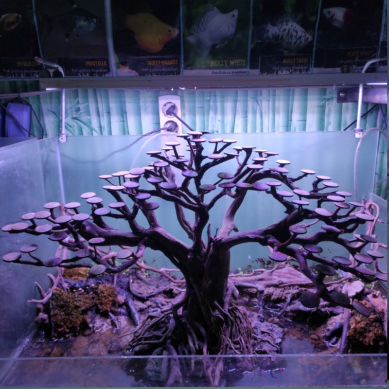 BONSAI JUMBO Bonsai Aquascape Ukuran XL, MEGATANK bonsai.  Cocok di akuarium panjang 70-150cm dengan