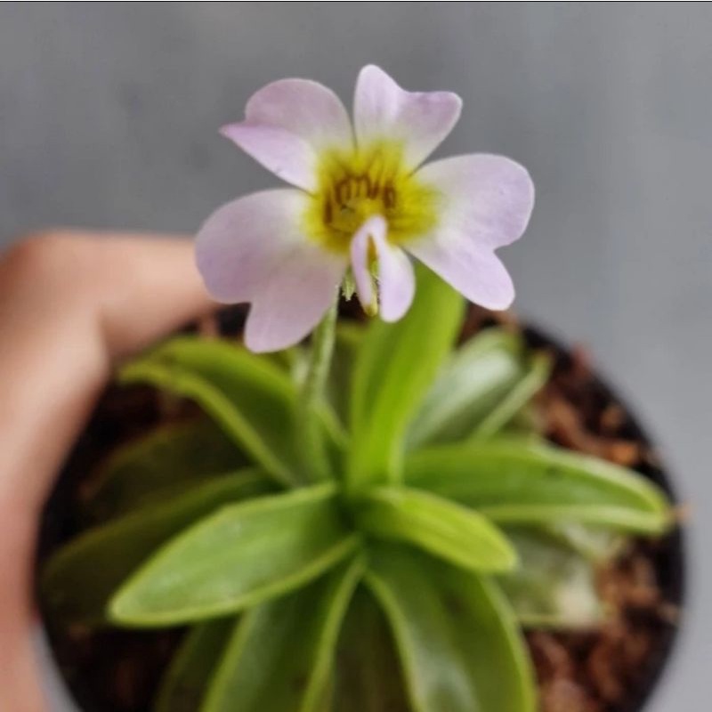 Jual Tanaman Karnivora Pemakan Serangga Pinguicula Primuliflora