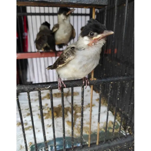burung lolohan kutilang pilihan bagus