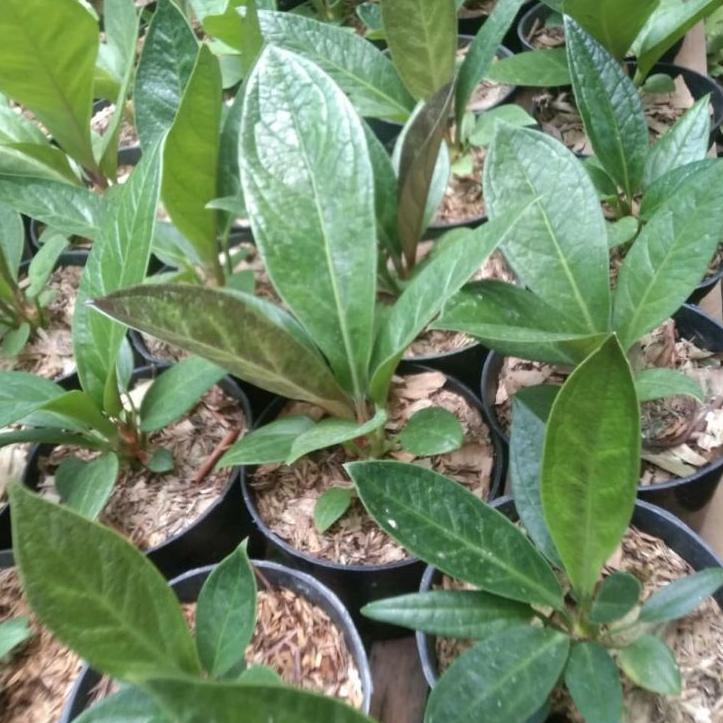 Official Shop--antorium jemani kobra / anakan